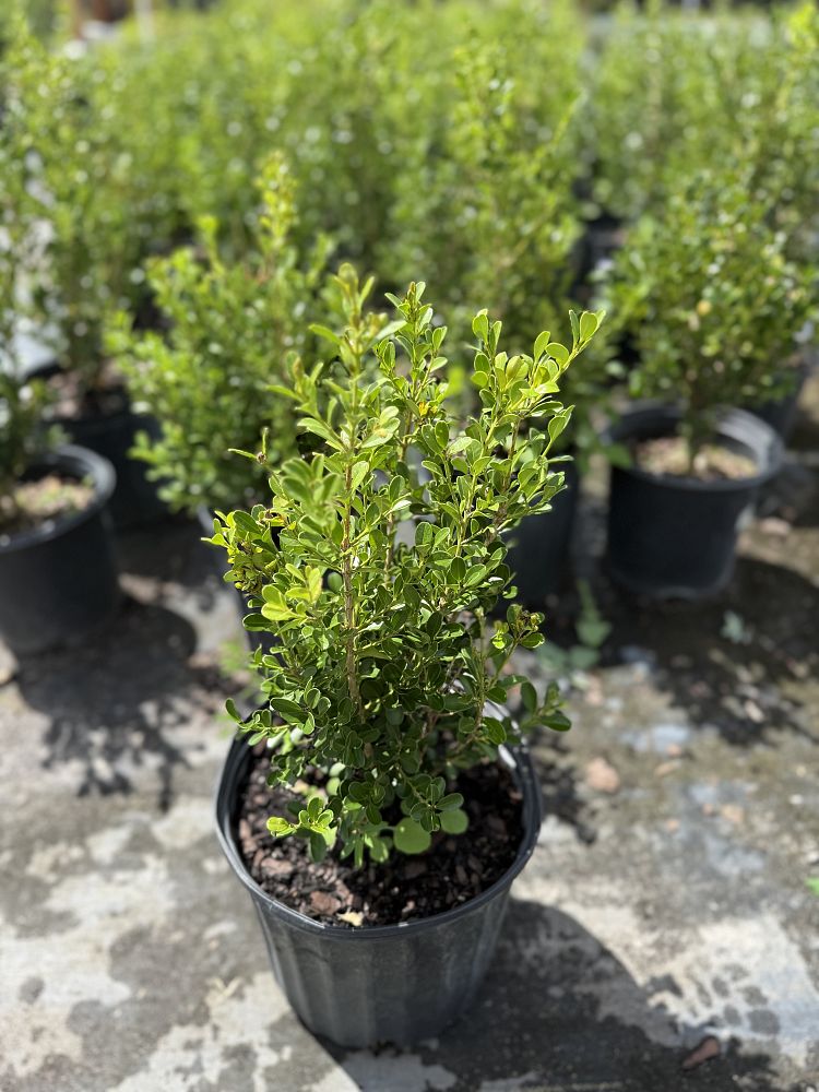 buxus-sempervirens-saunders-dwarf-trade-boxwood