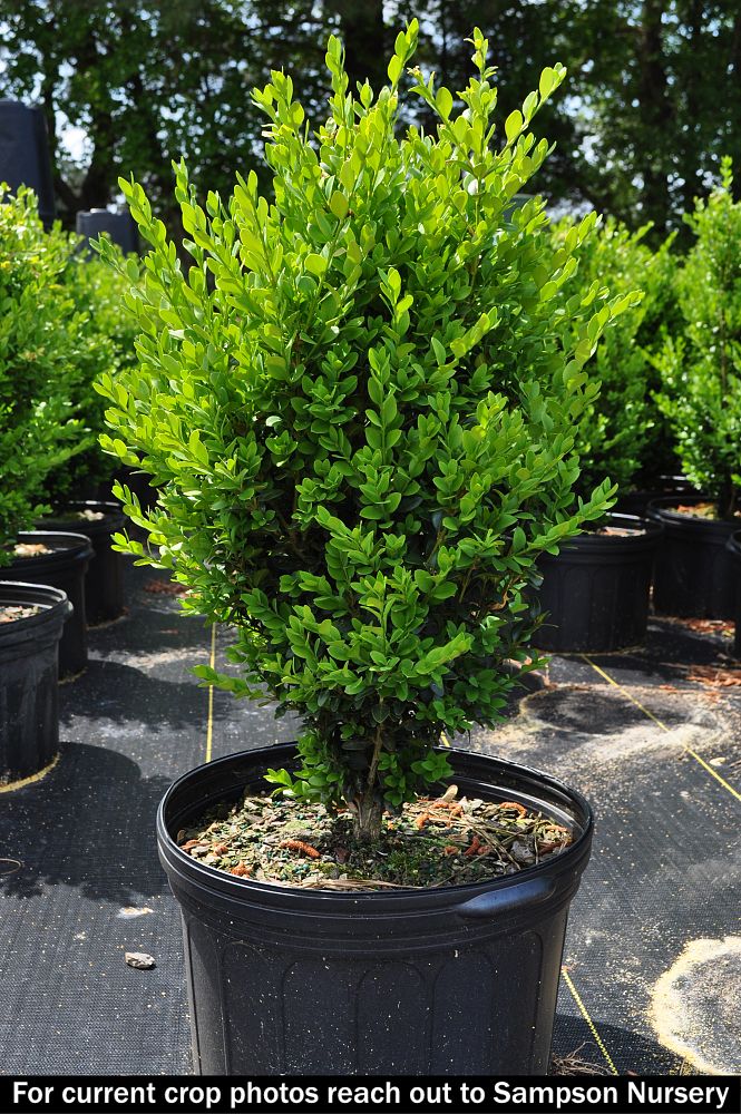 buxus-sempervirens-saunders-dwarf-trade-boxwood