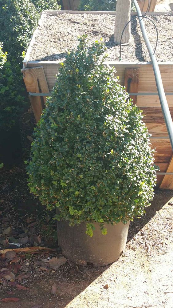 buxus-sempervirens-suffruticosa-common-boxwood-dwarf-dwarf-english-boxwood