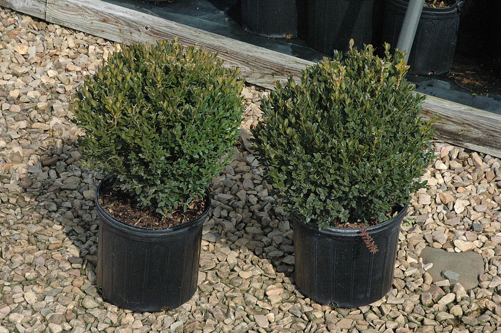 buxus-sempervirens-suffruticosa-common-boxwood-dwarf-dwarf-english-boxwood