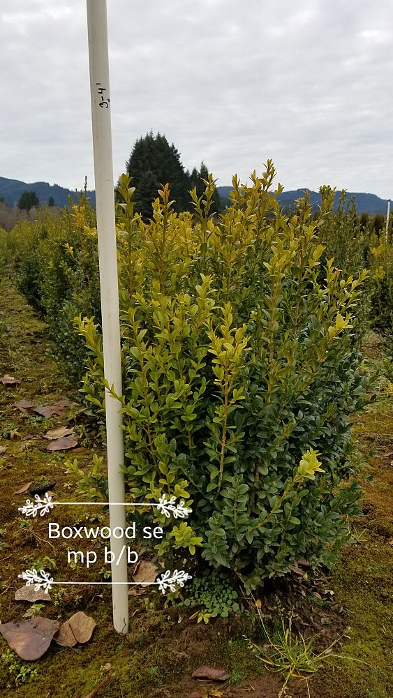 buxus-sempervirens-suffruticosa-common-boxwood-dwarf-dwarf-english-boxwood