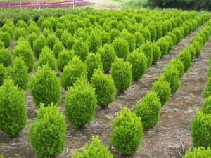 buxus-sempervirens-suffruticosa-common-boxwood-dwarf-dwarf-english-boxwood
