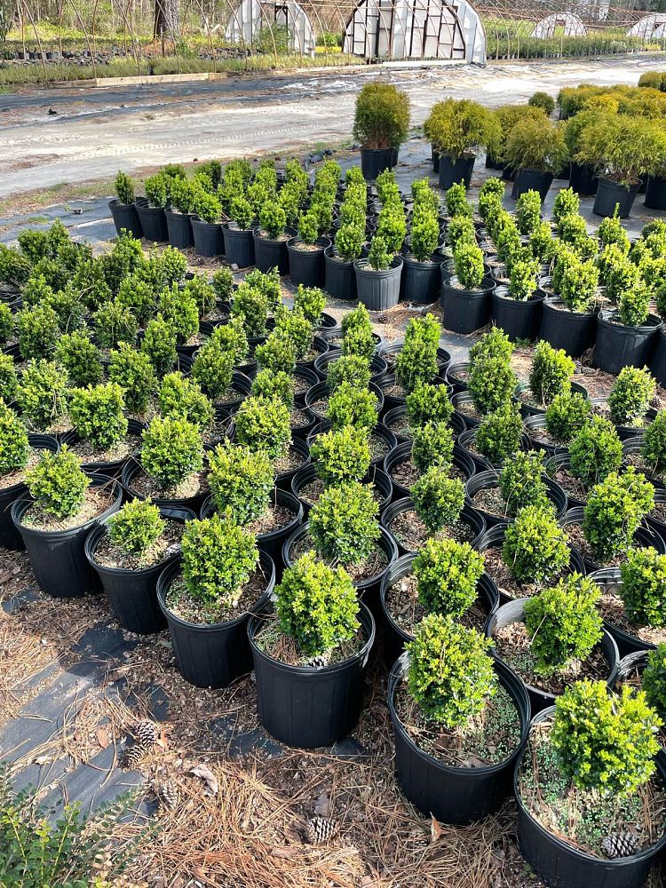 buxus-sempervirens-suffruticosa-common-boxwood-dwarf-dwarf-english-boxwood