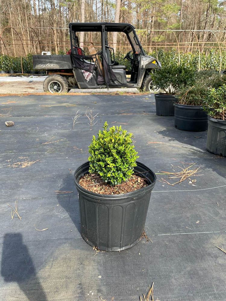 buxus-sempervirens-suffruticosa-common-boxwood-dwarf-dwarf-english-boxwood