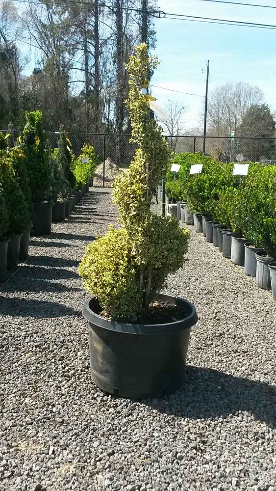 buxus-sempervirens-suffruticosa-topiary-spiral-common-boxwood-dwarf-dwarf-english-boxwood