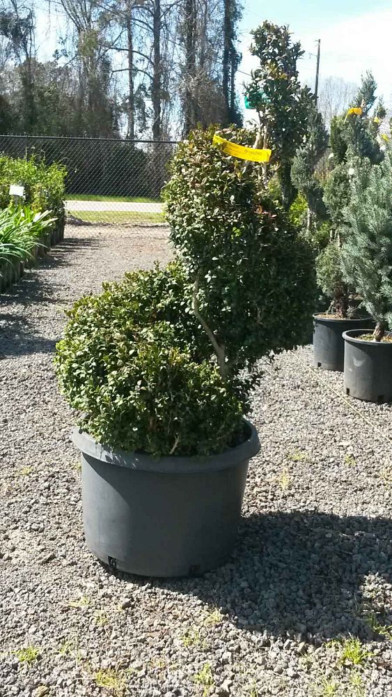 buxus-sempervirens-suffruticosa-topiary-spiral-common-boxwood-dwarf-dwarf-english-boxwood