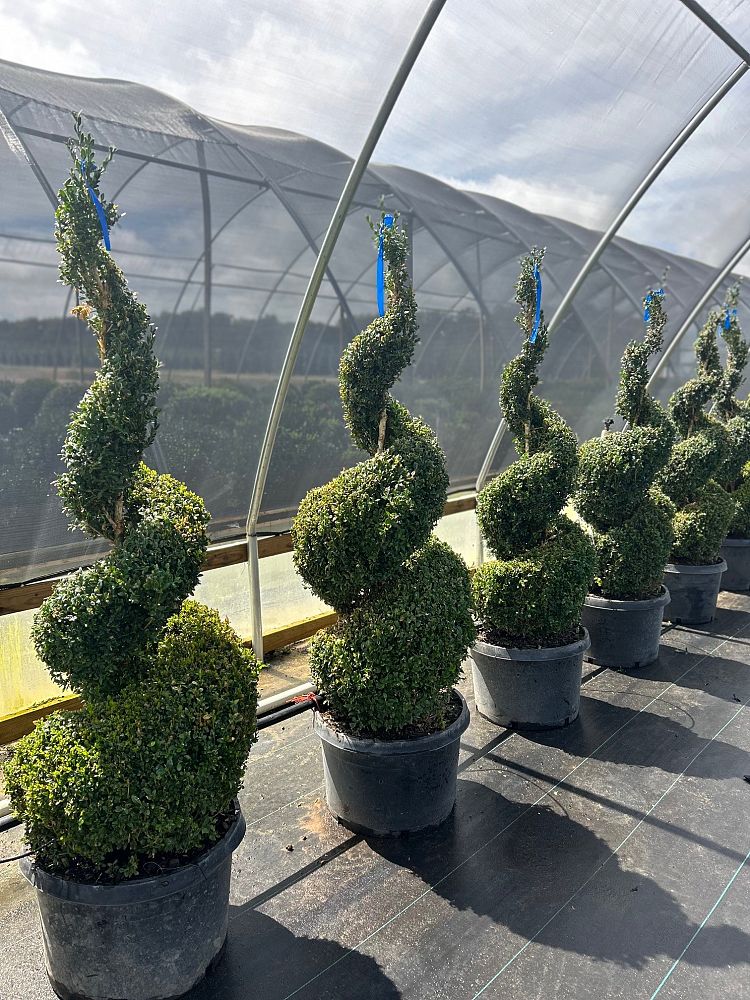 buxus-sempervirens-topiary-spiral-common-boxwood-american-boxwood