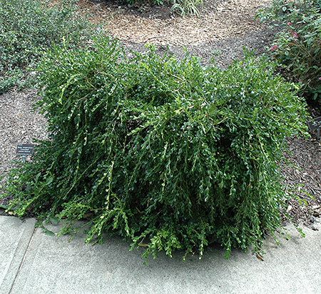 buxus-sempervirens-unraveled-weeping-boxwood-common-boxwood