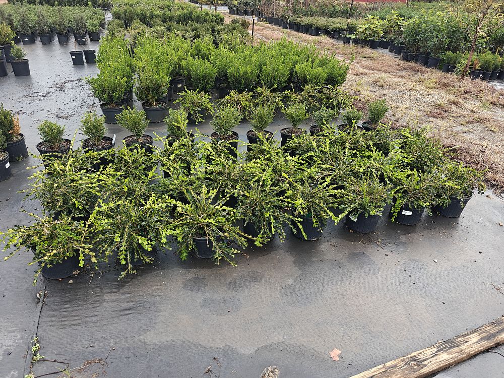 buxus-sempervirens-unraveled-weeping-boxwood-common-boxwood