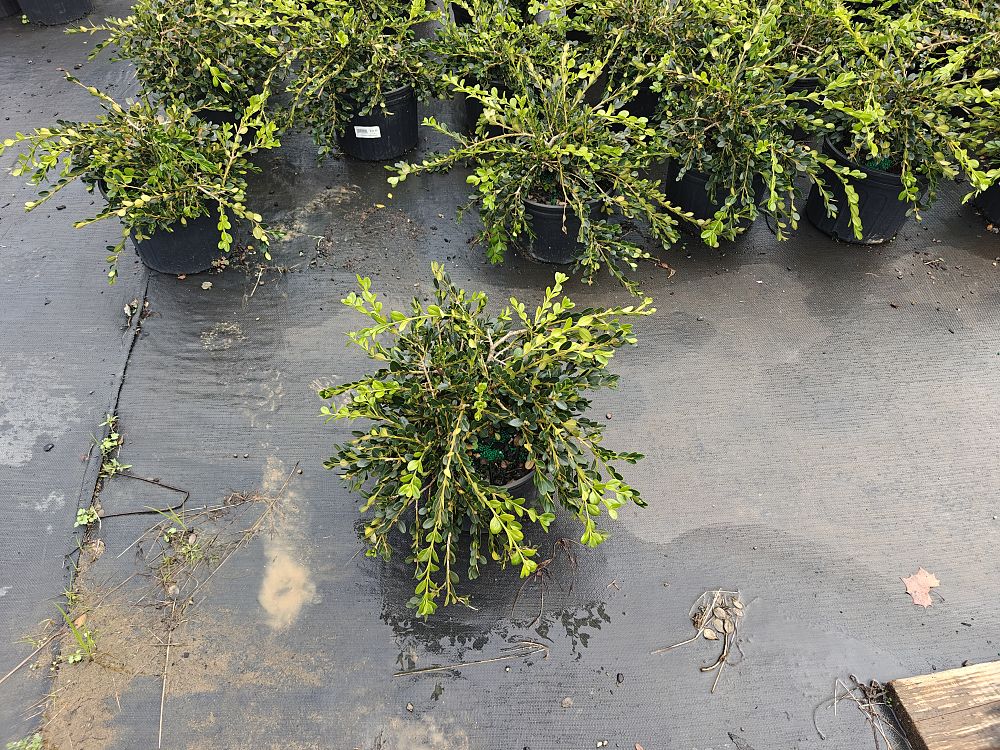 buxus-sempervirens-unraveled-weeping-boxwood-common-boxwood