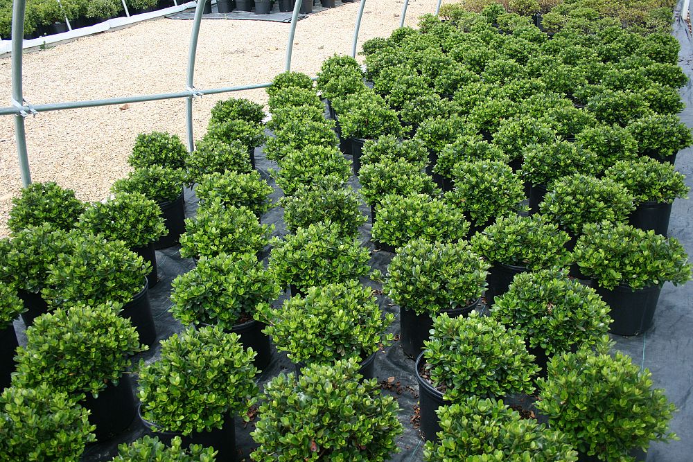 buxus-sempervirens-vardar-valley-common-boxwood-american-boxwood