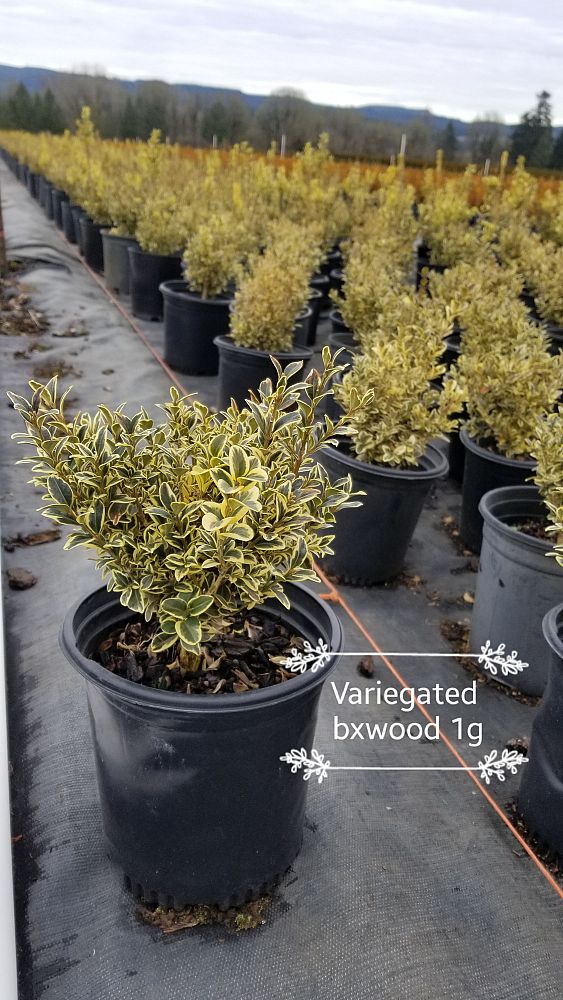 buxus-sempervirens-variegata-common-boxwood-variegated-american-boxwood