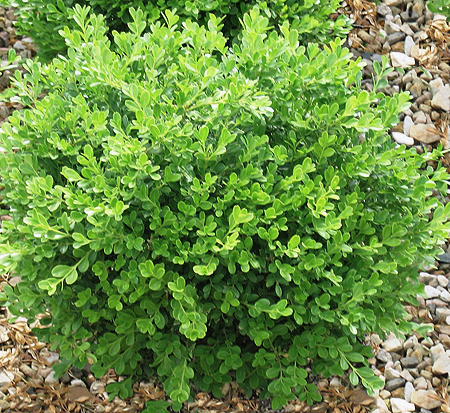 buxus-sinica-insularis-franklin-s-gem-korean-boxwood