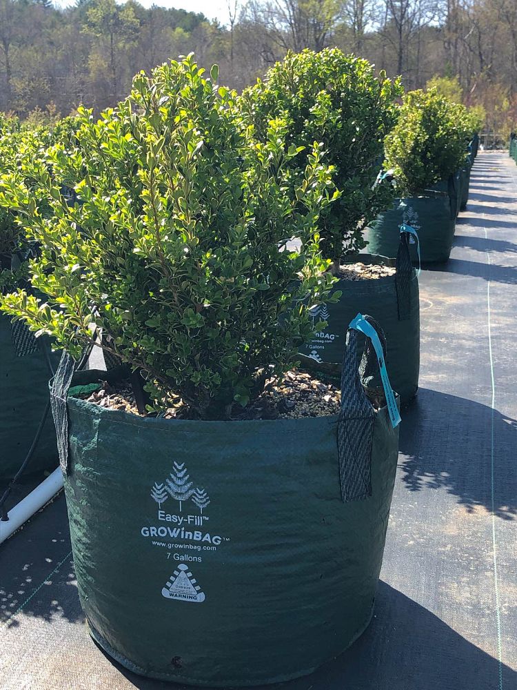 buxus-sinica-insularis-sunburst-korean-boxwood