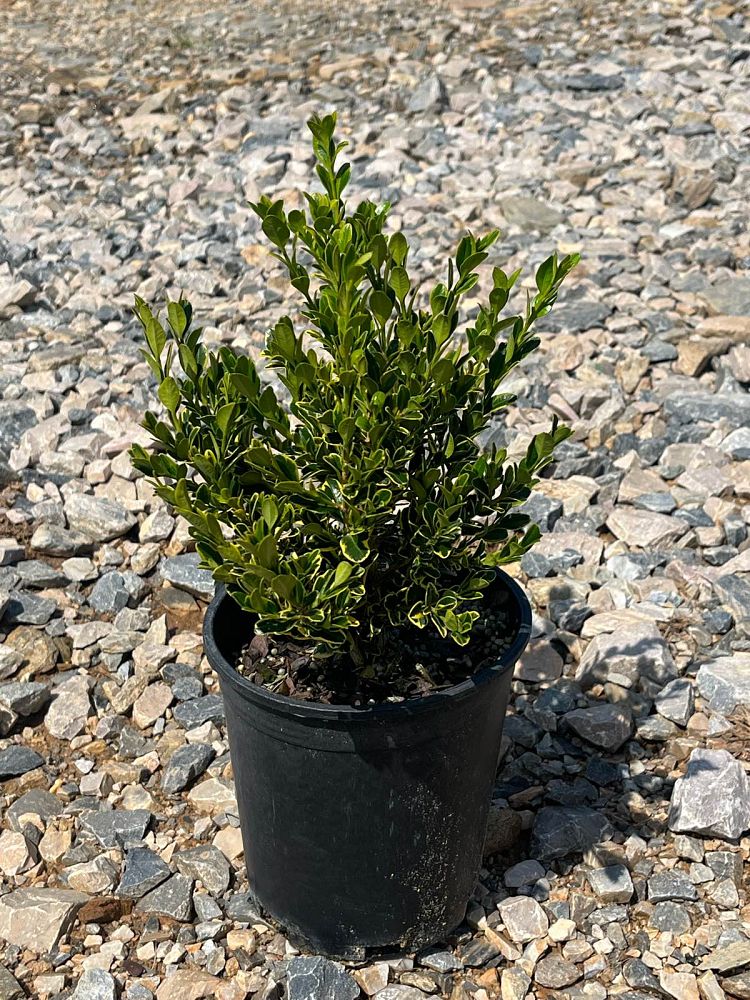 buxus-sinica-insularis-sunburst-korean-boxwood