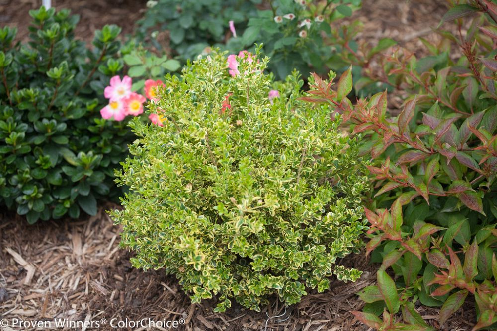 buxus-sinica-insularis-wedding-ring-korean-boxwood
