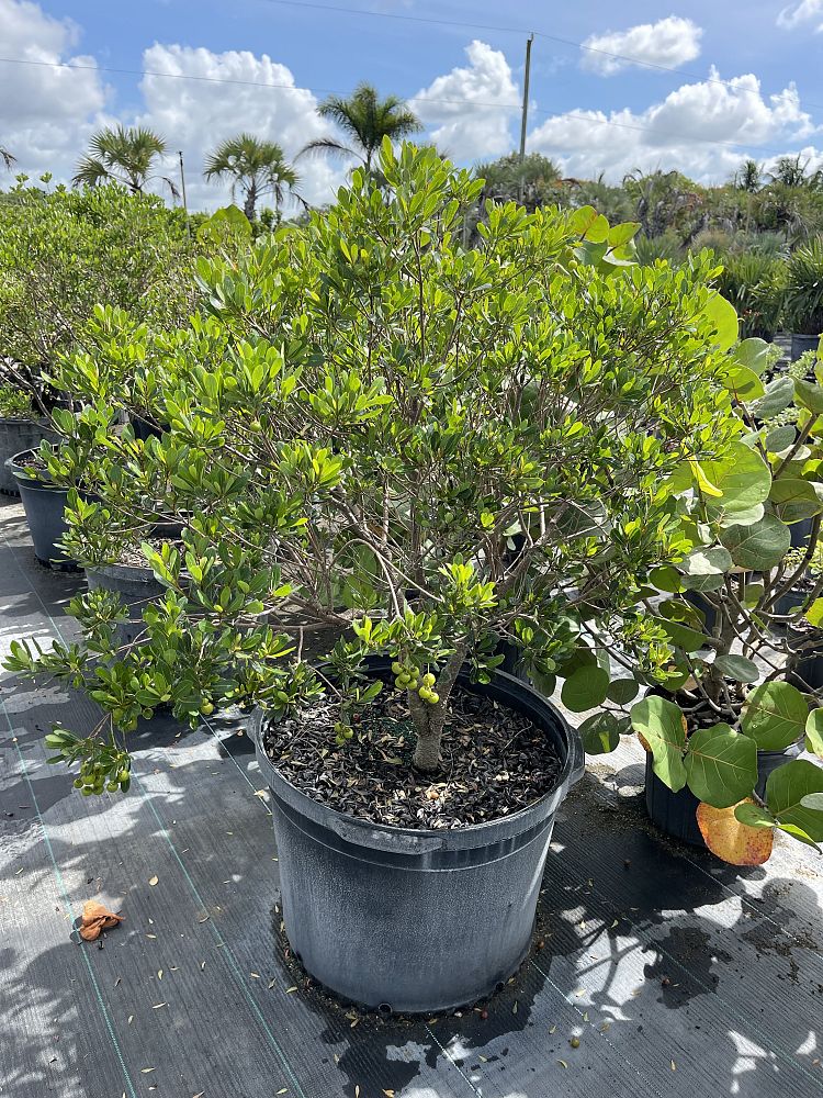 byrsonima-lucida-locust-berry