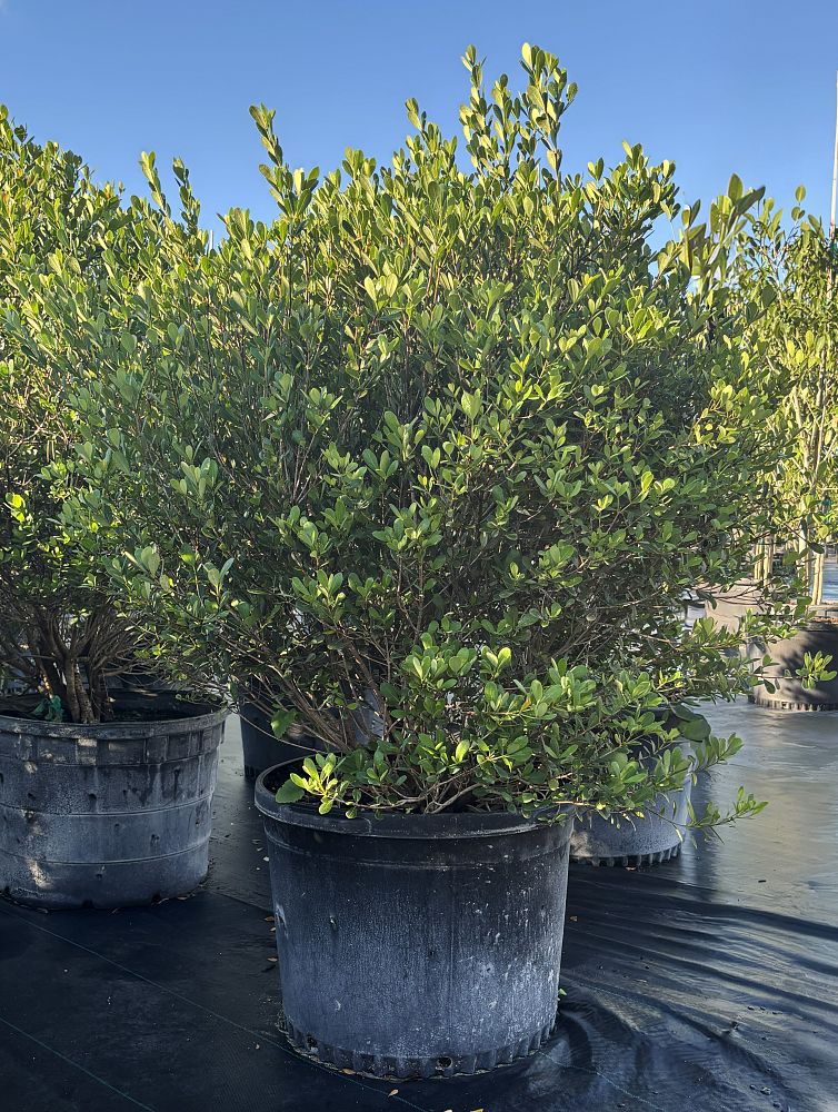 byrsonima-lucida-locust-berry