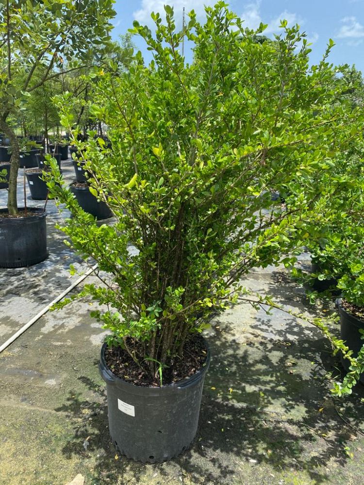 byrsonima-lucida-locust-berry