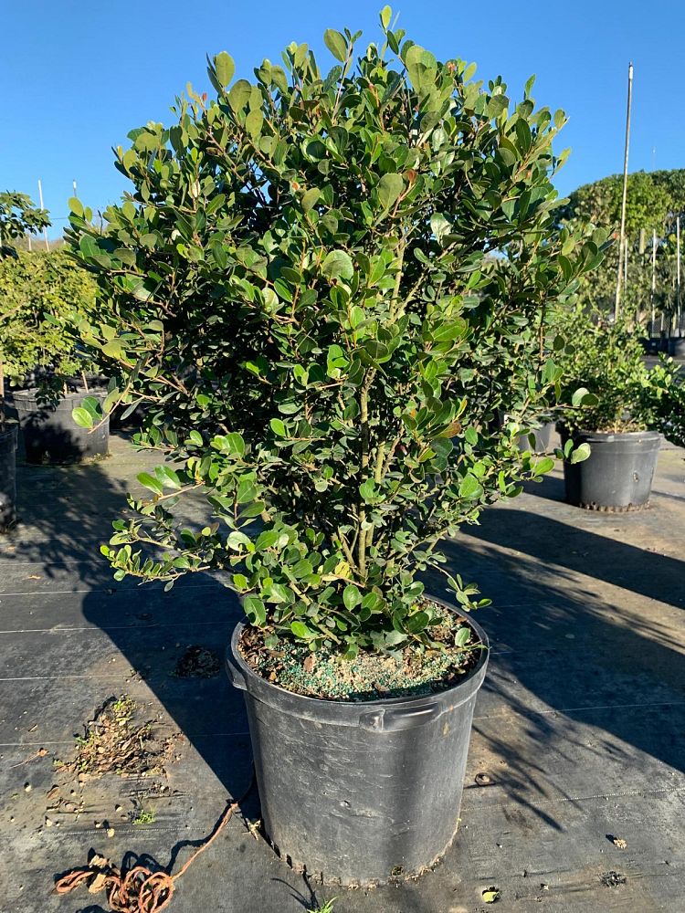 byrsonima-lucida-locust-berry