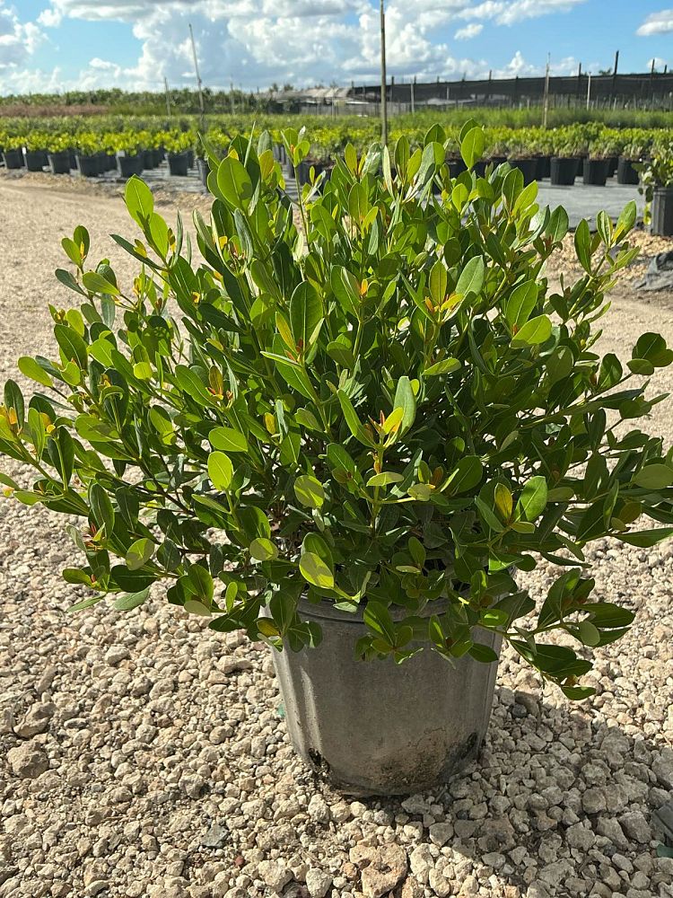 byrsonima-lucida-locust-berry