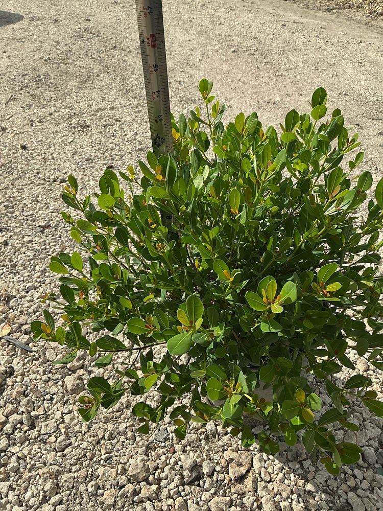 byrsonima-lucida-locust-berry