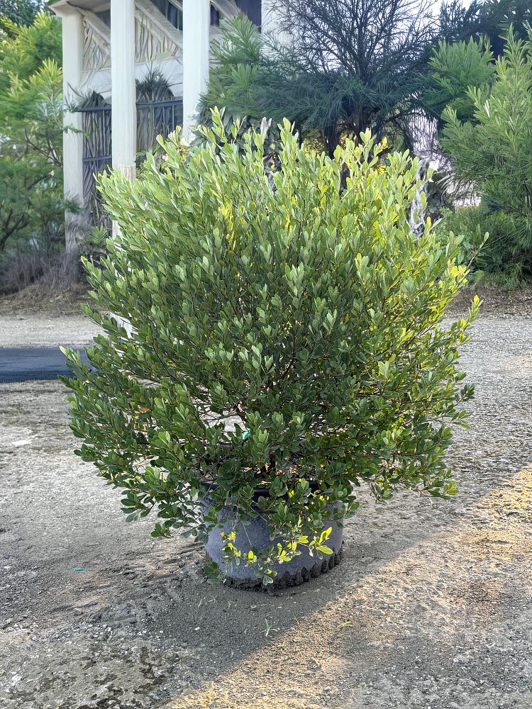 byrsonima-lucida-locust-berry