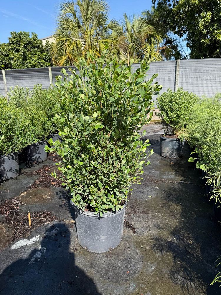 byrsonima-lucida-locust-berry