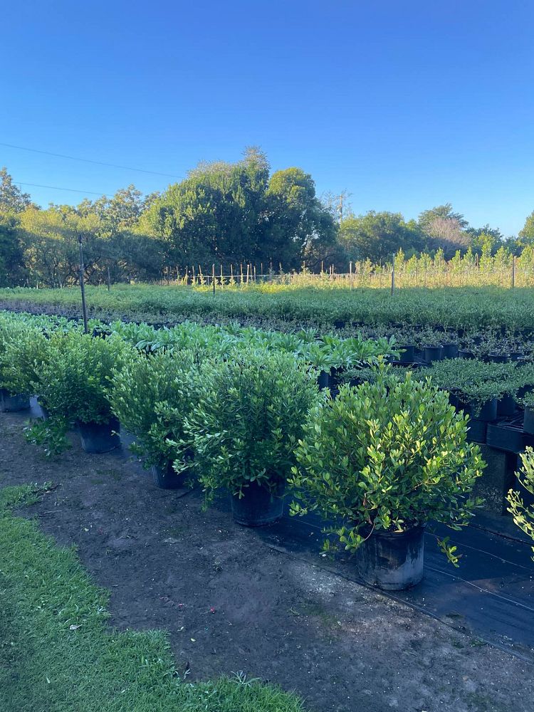 byrsonima-lucida-locust-berry