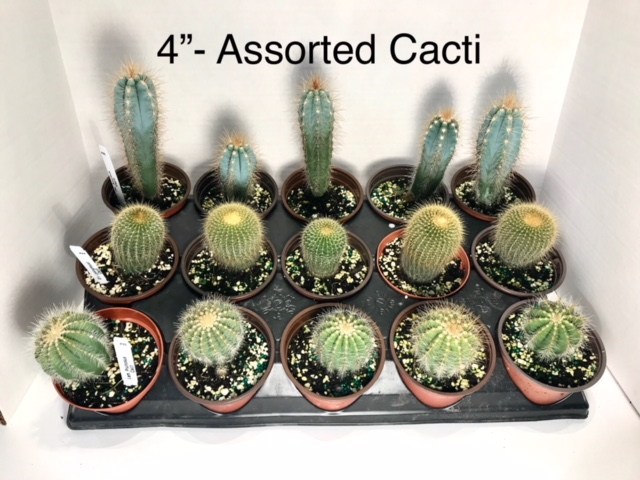 cactus-assorted