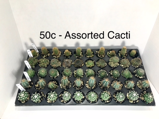 cactus-assorted