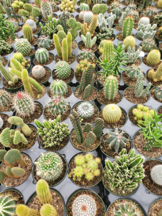 cactus-assorted