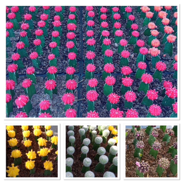 cactus-assorted