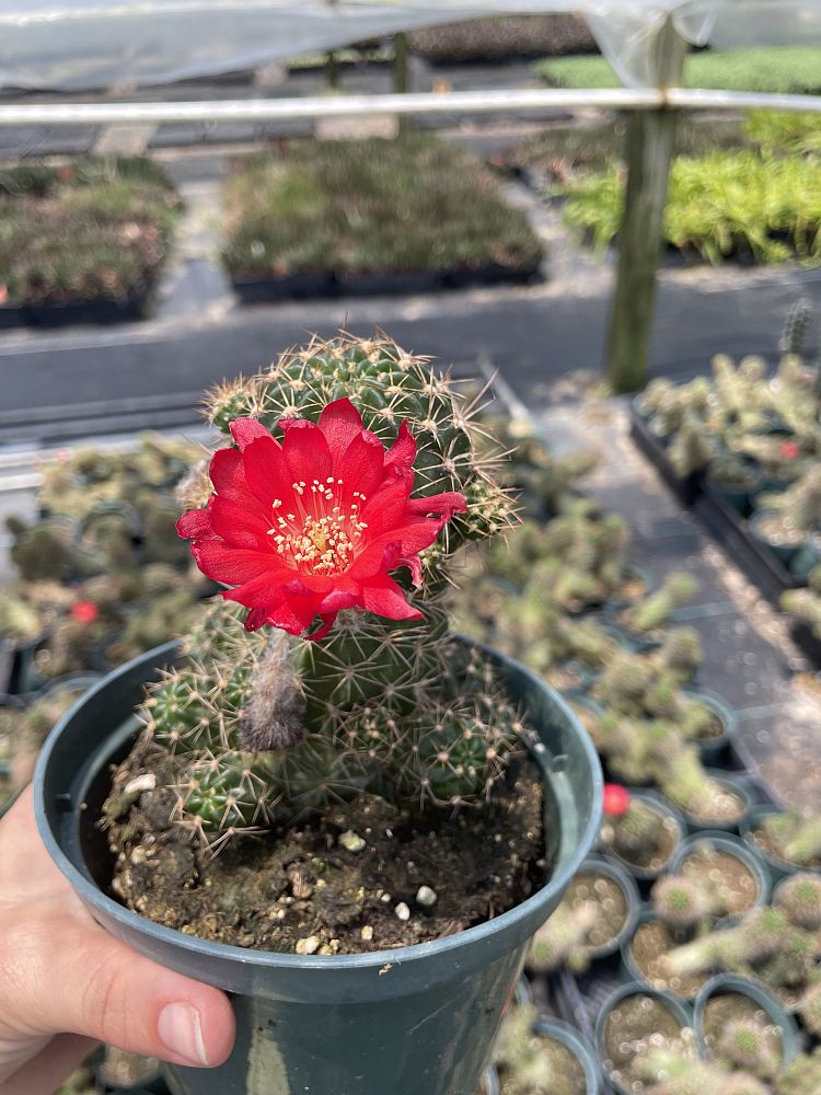 cactus-assorted
