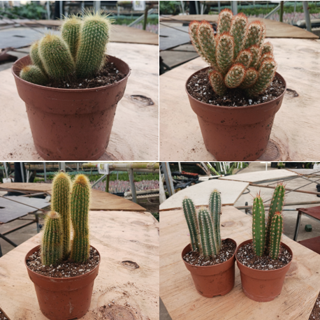 cactus-assorted
