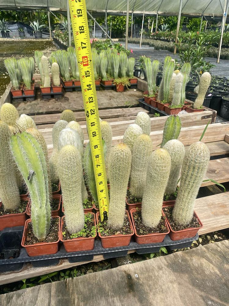 cactus-assorted