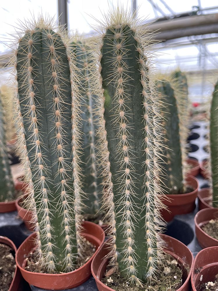 cactus-assorted
