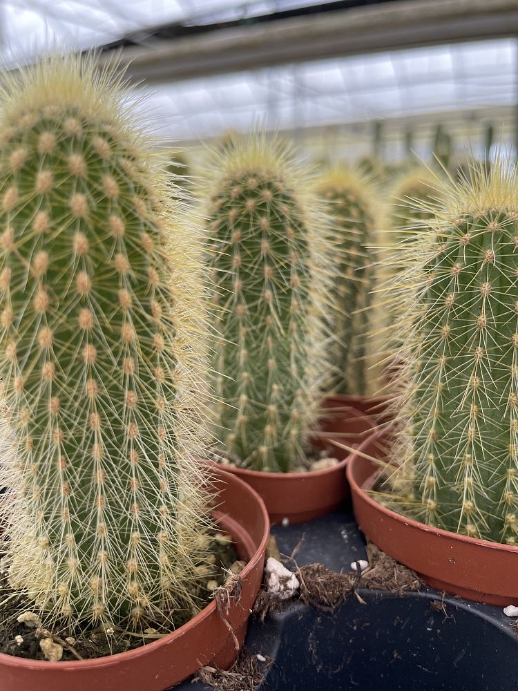cactus-assorted