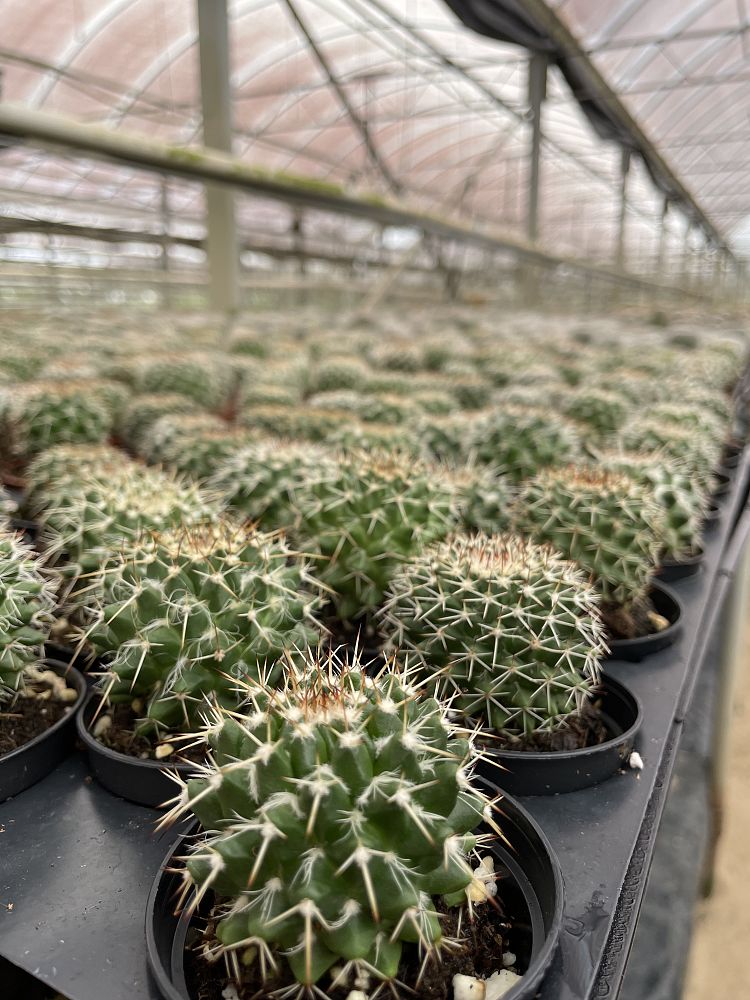 cactus-assorted