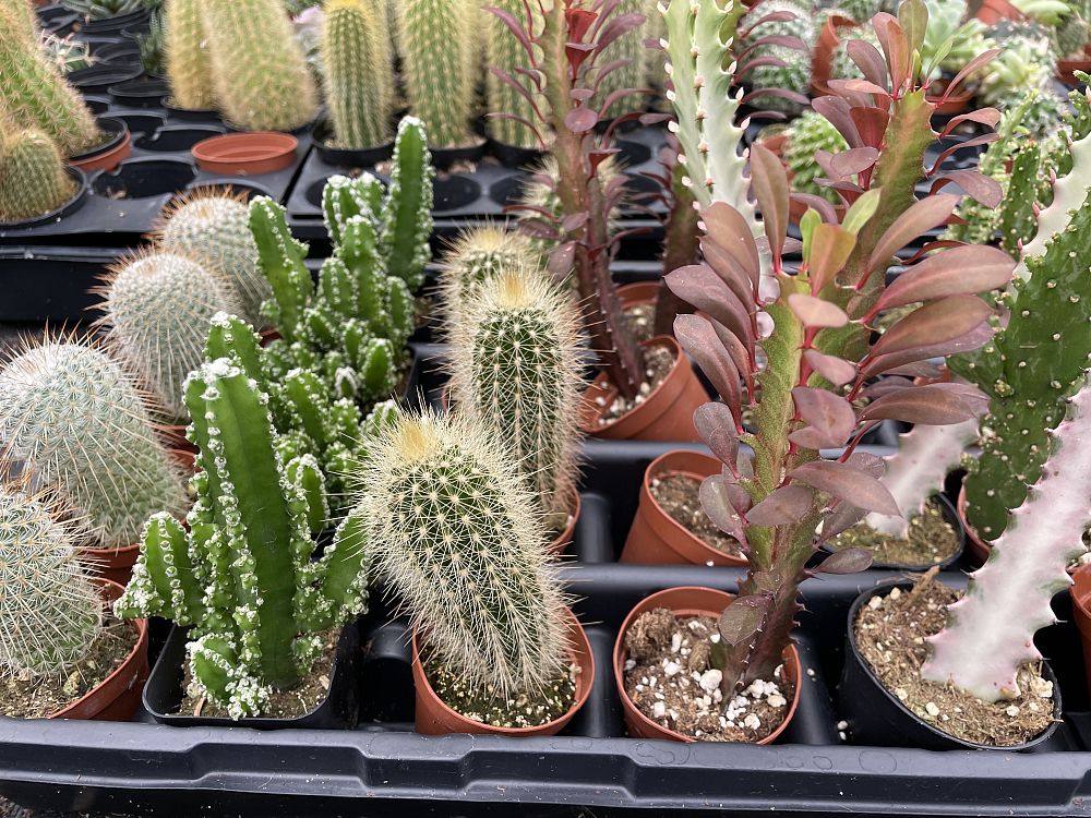 cactus-assorted
