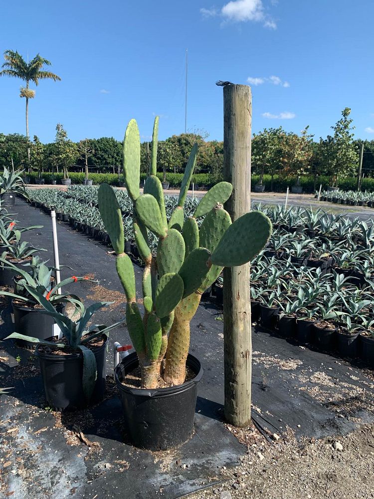 cactus-assorted