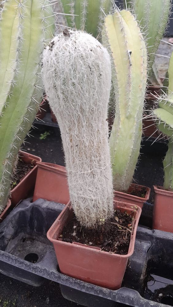 cactus-assorted