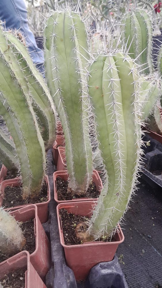 cactus-assorted