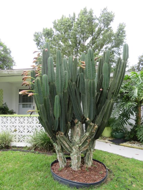 cactus-spp