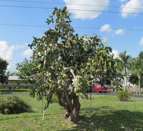 cactus-spp