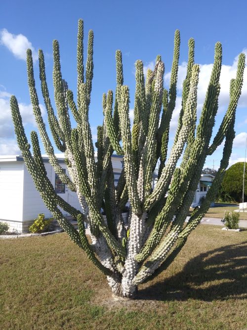cactus-spp