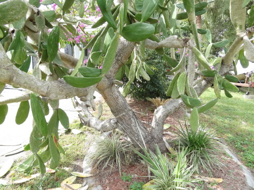 cactus-spp