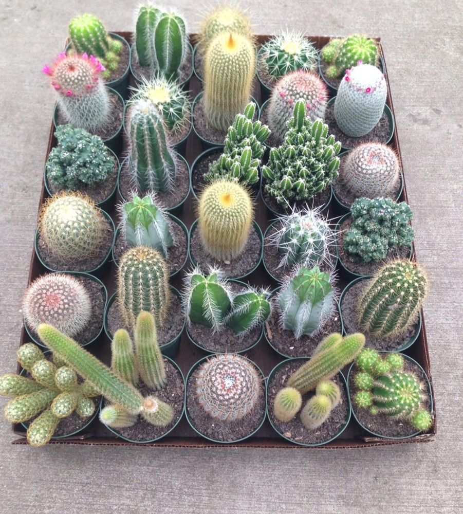 cactus-spp