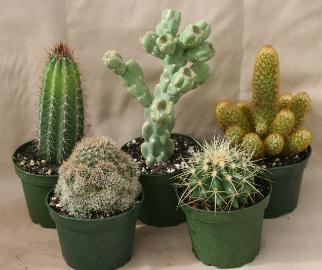 cactus-spp