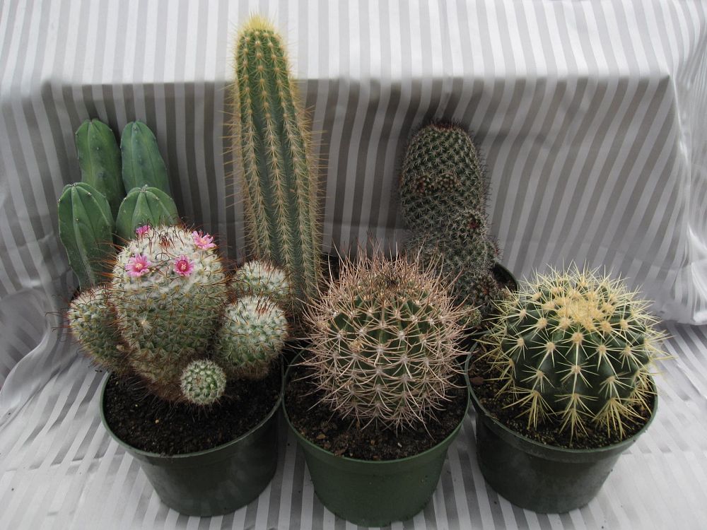 cactus-spp